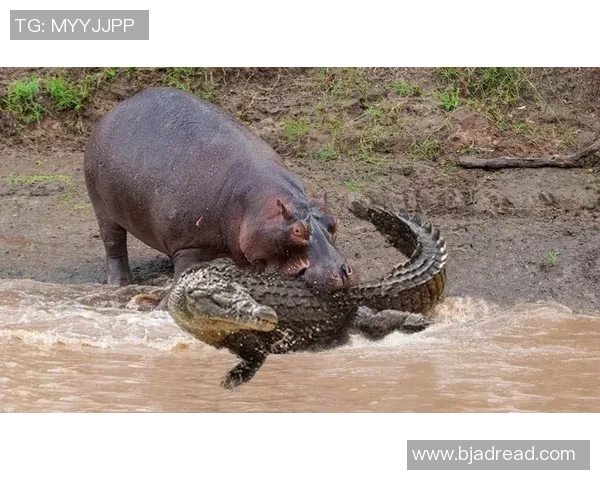 足球明星与他的猴子伙伴共同演绎的奇趣生活与训练故事 足球明星与他的猴子伙伴共同演绎的奇趣生活与训练故事